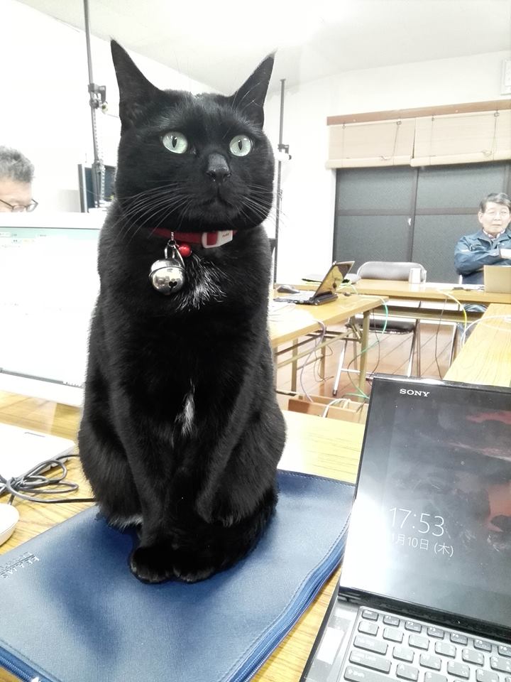 副店長の黒猫チョビ