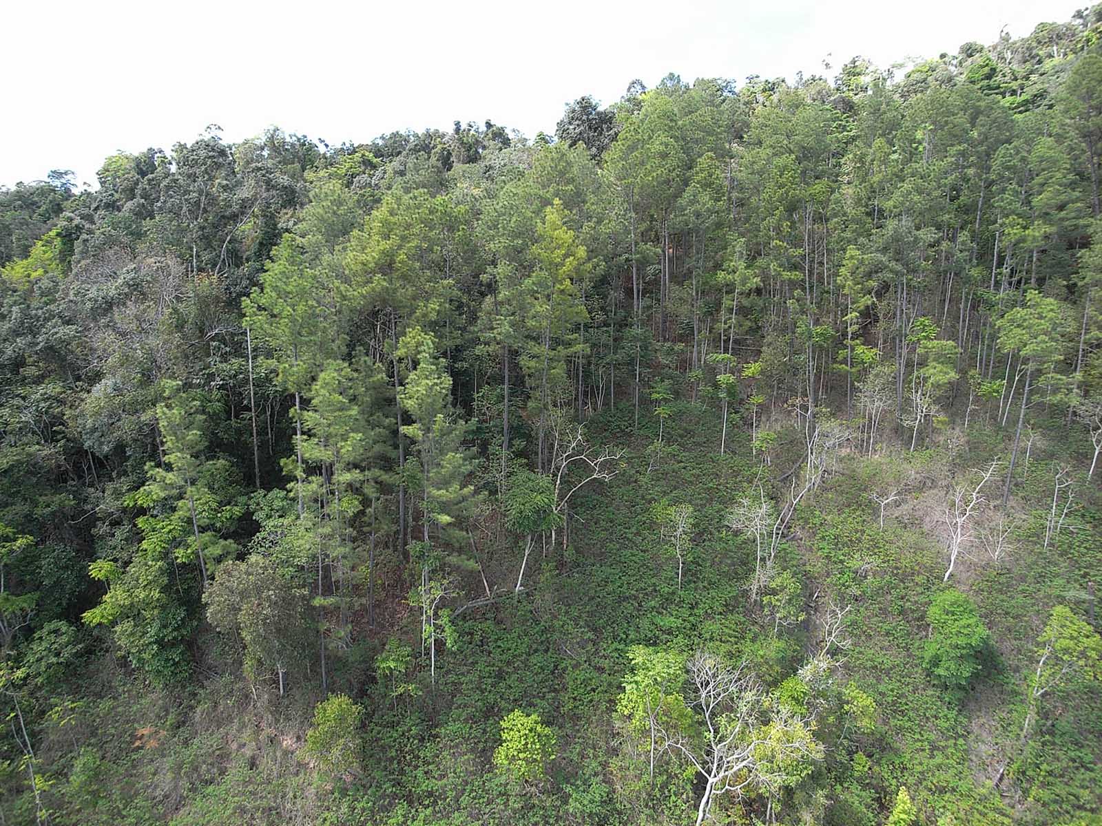 キュランダ-熱帯雨林の原生林