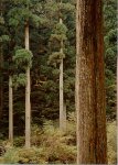 樹齢180年の吉野杉