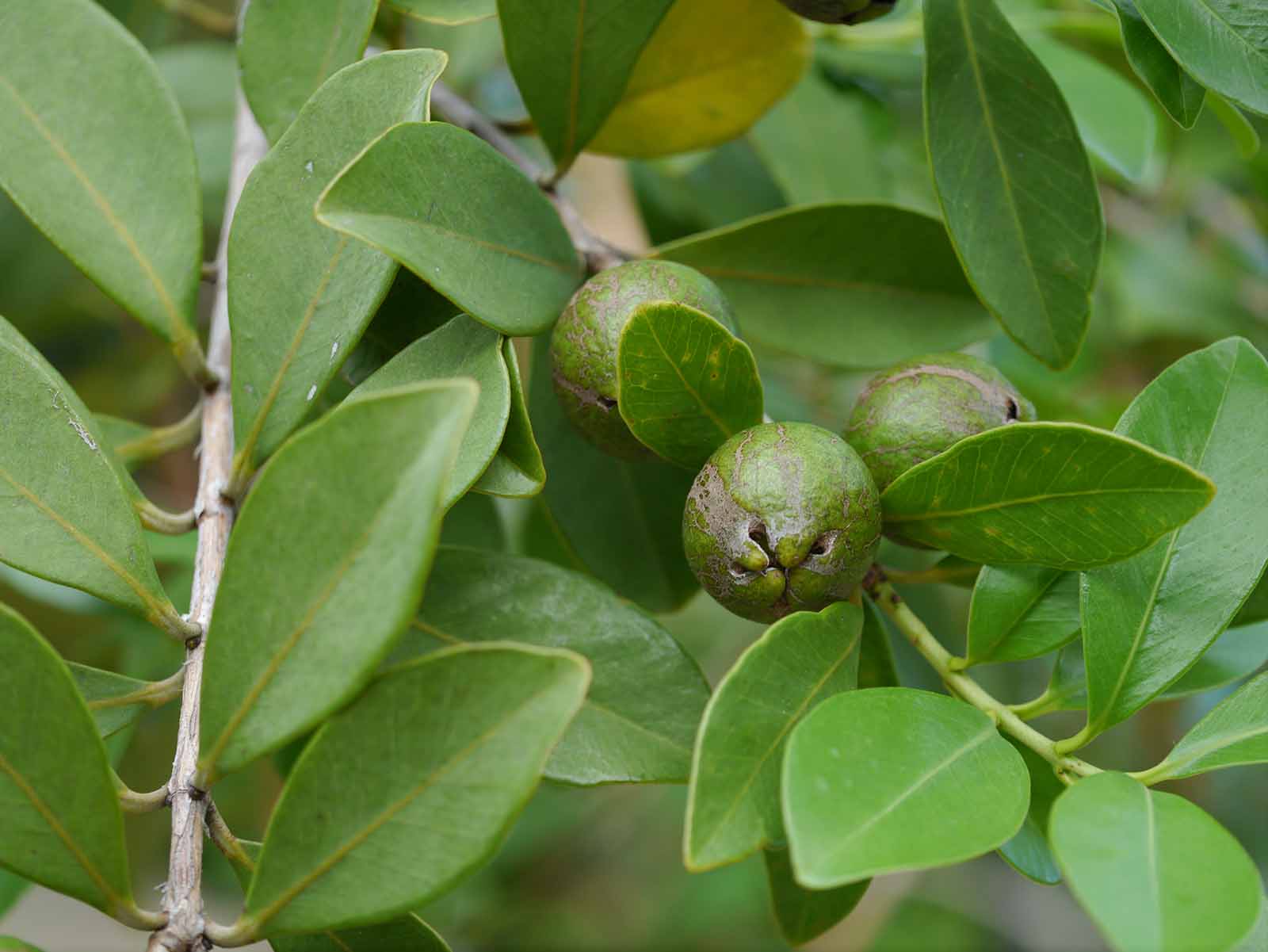 グアバ（Guava