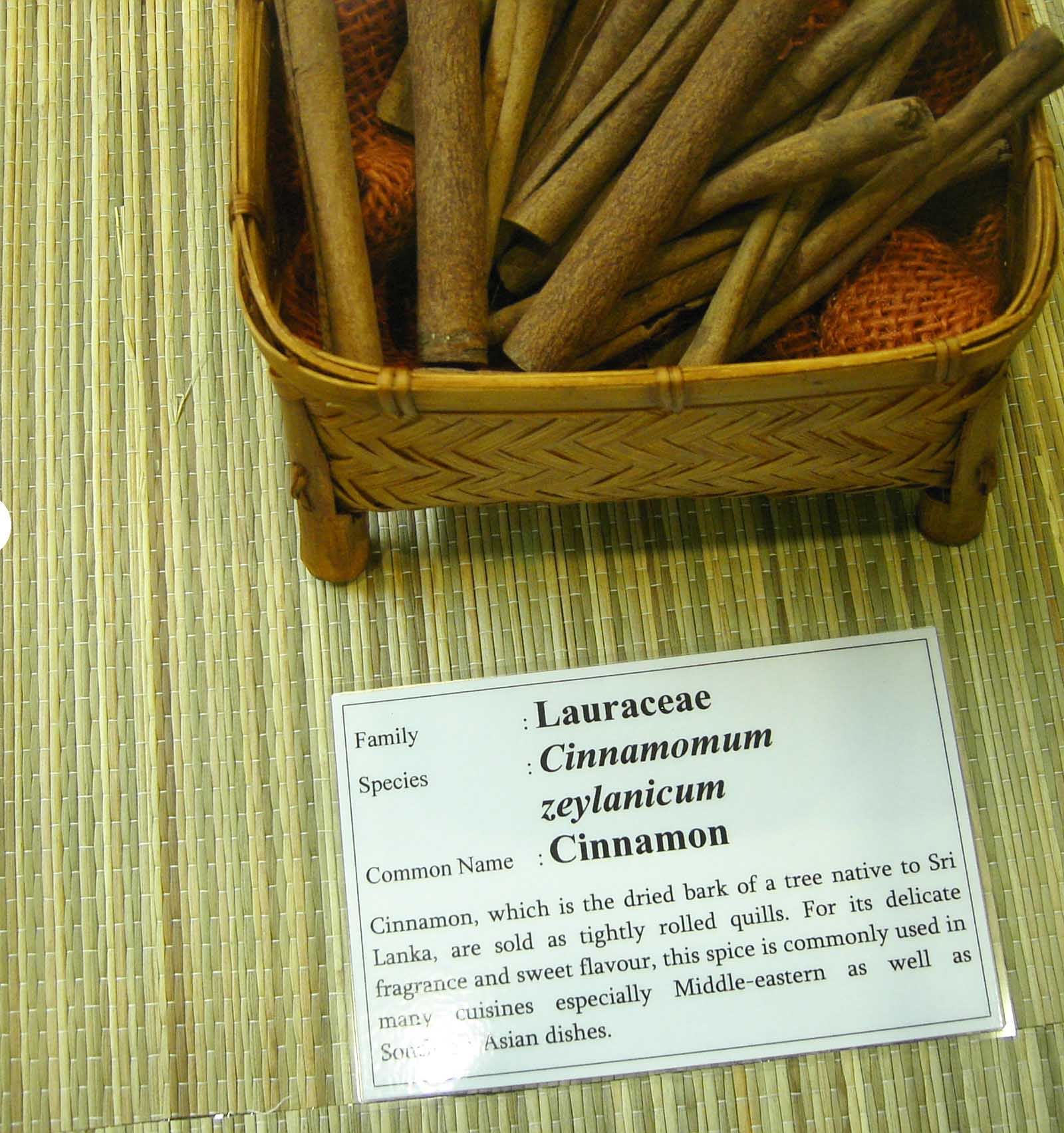 Cinnamomum　zeylanicum