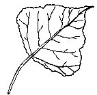 lombardy poplar 