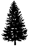 red spruce