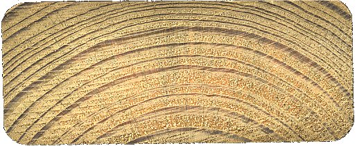 サザンイエローパイン木口のスキャン画像