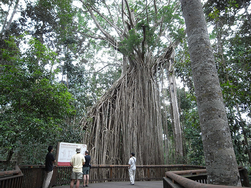 社員旅行　ケアンズ