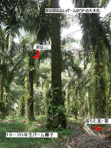 １８－２０年生パーム椰子ウドの大木化