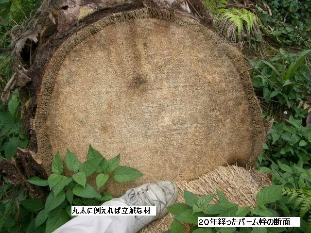 丸太に例えれば立派なもの…パーム椰子の切り口.
