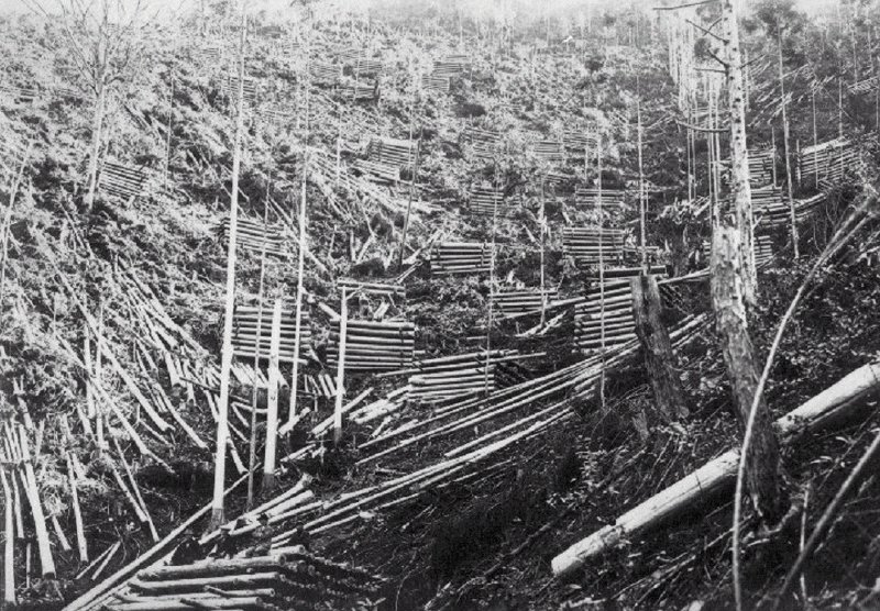 昭和初期の林業