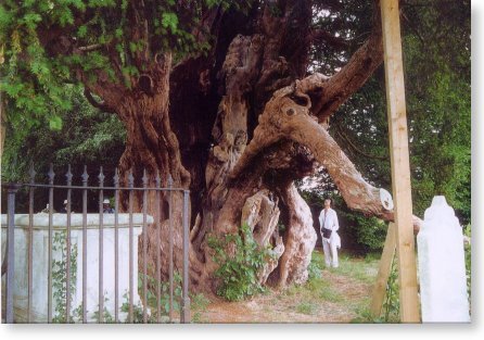 イチイの巨樹