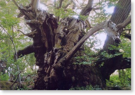 クリの巨樹