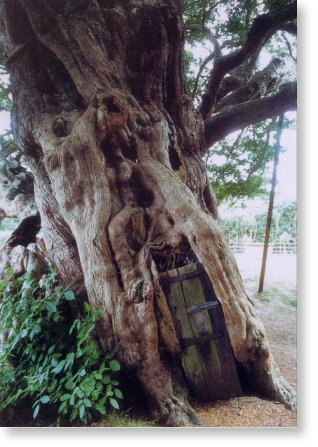 イチイの巨樹とドア