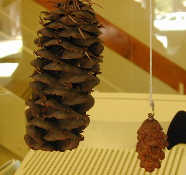 Big-cone fir Douglas-fir