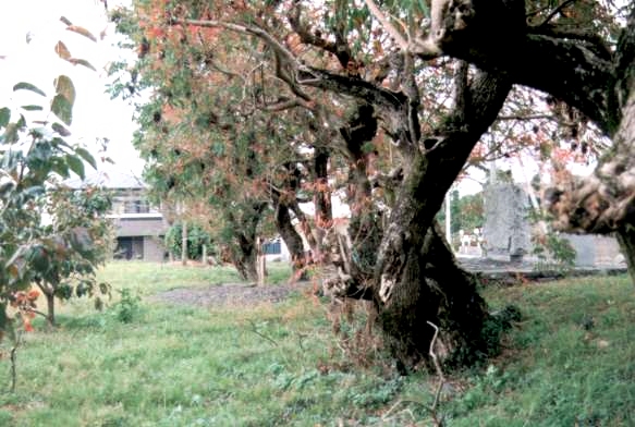 柳坂曽根の櫨並木