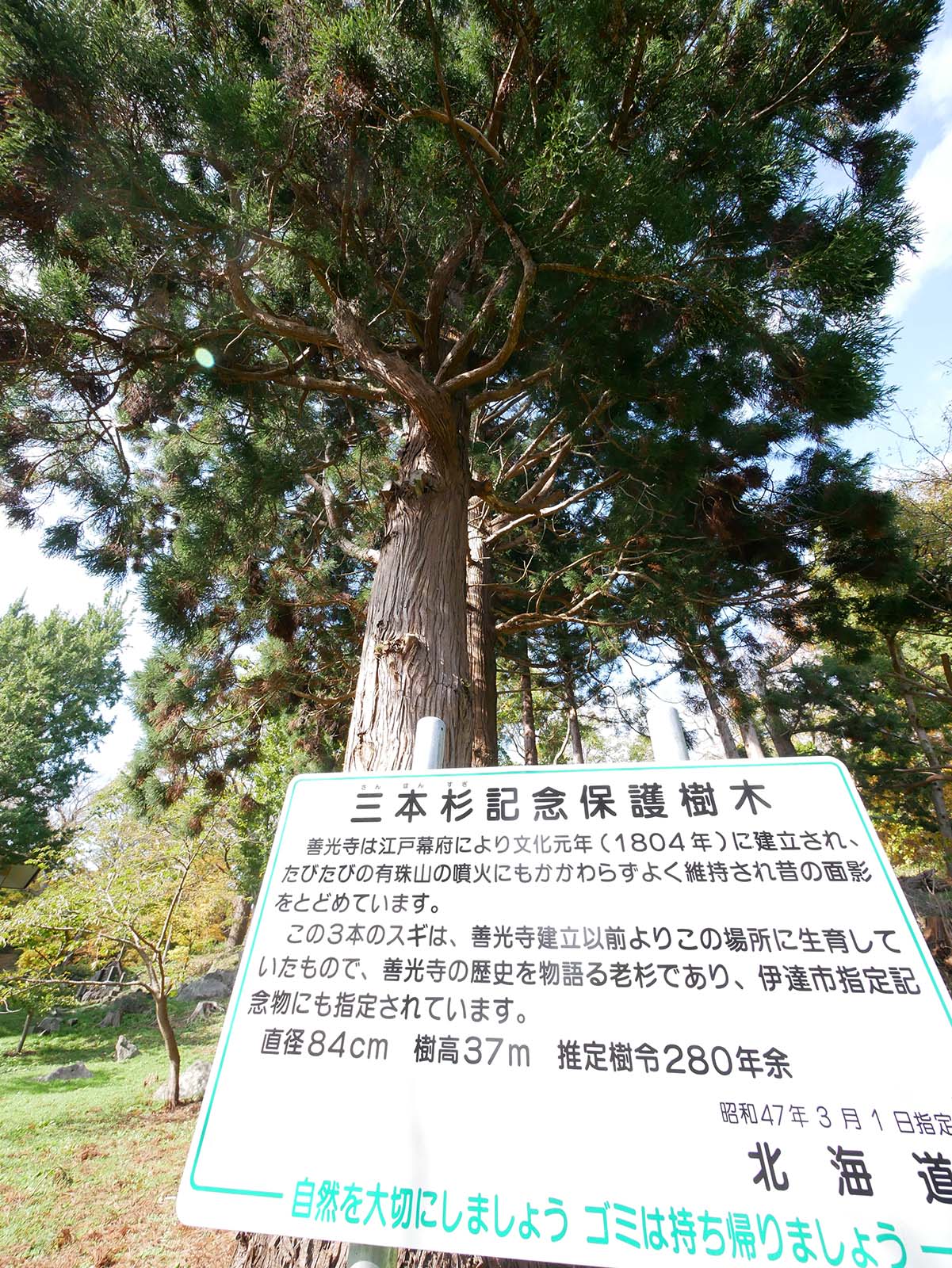 善光寺の三本杉