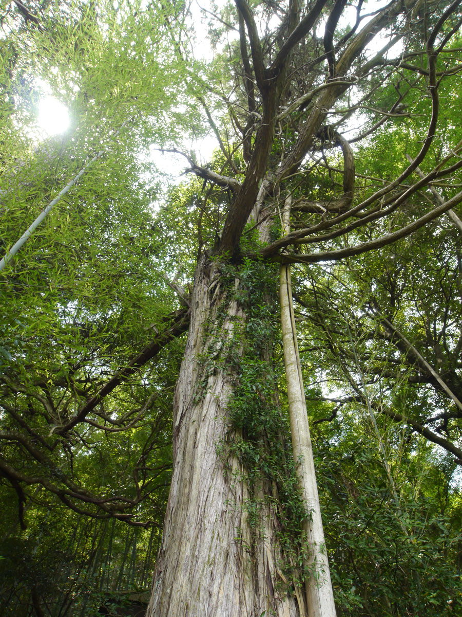 世界の木材、樹木 |ネズミサシ|世界の木材、樹木 | 木の情報発信基地