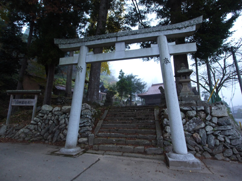小江神社の大ケヤキ