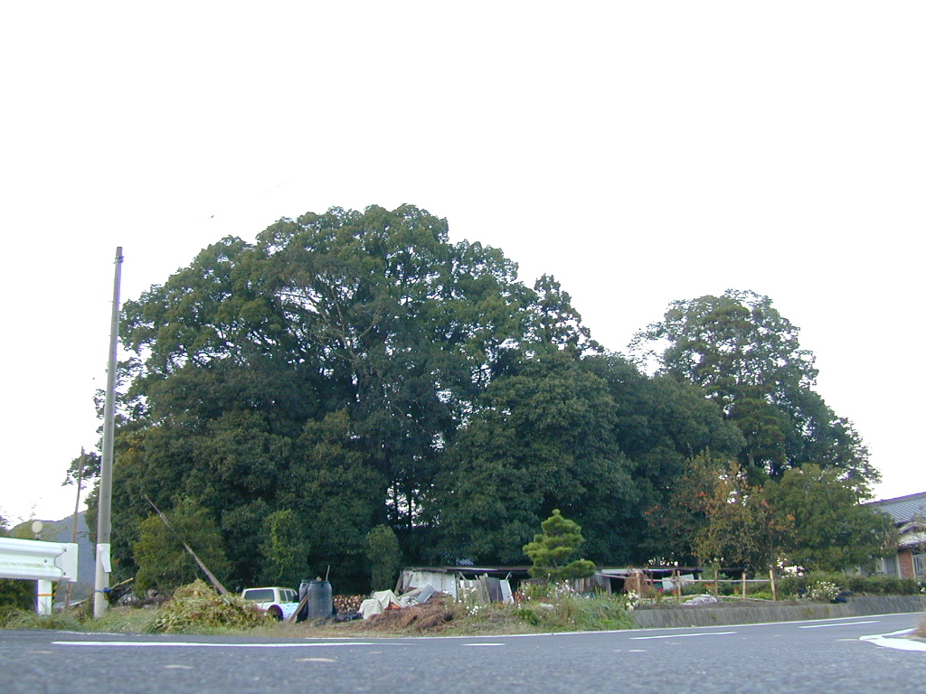 若宮八幡神社の３本クスの森
