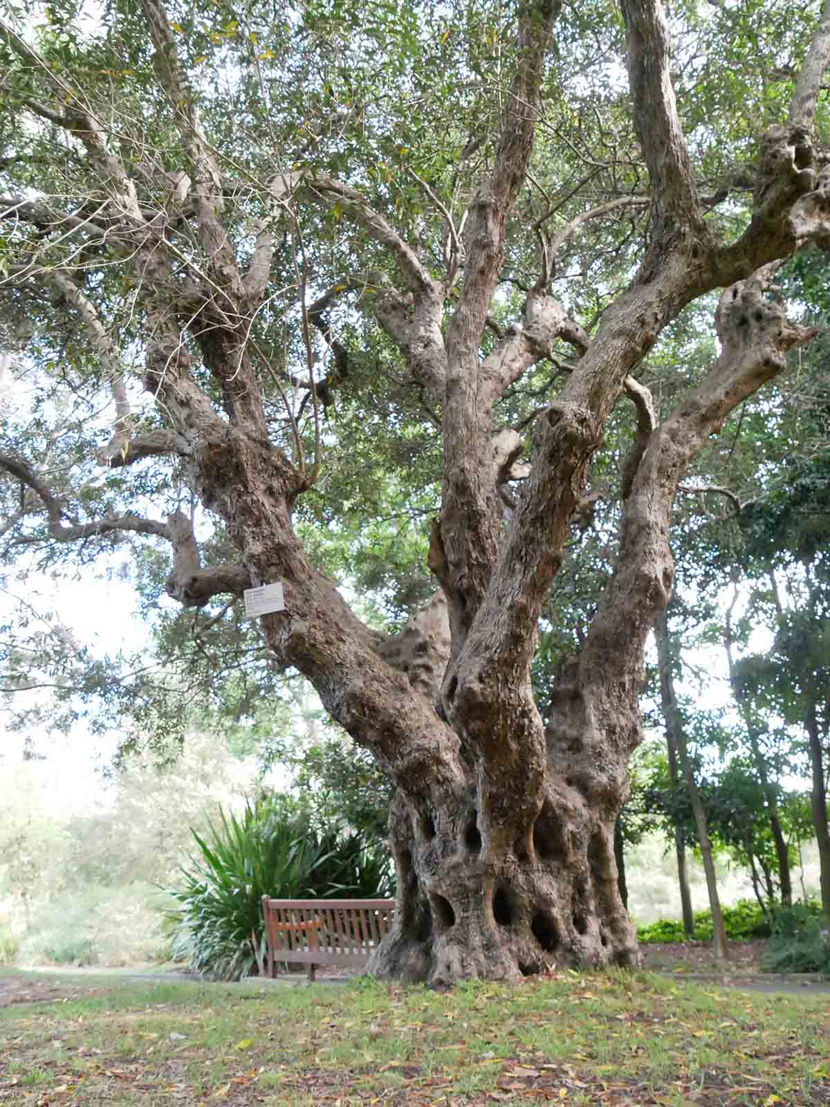 オリーブの巨樹