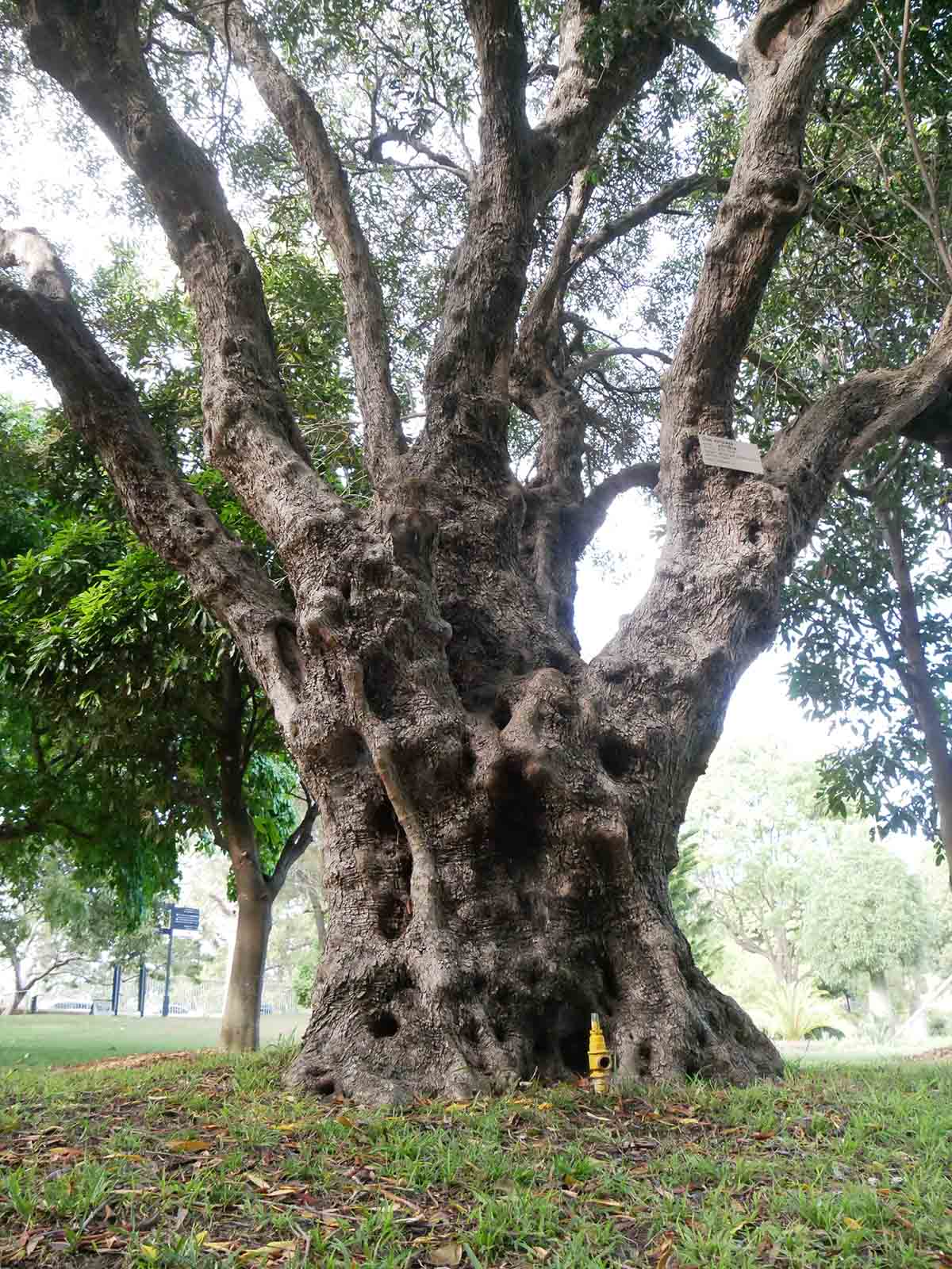 オリーブの巨樹