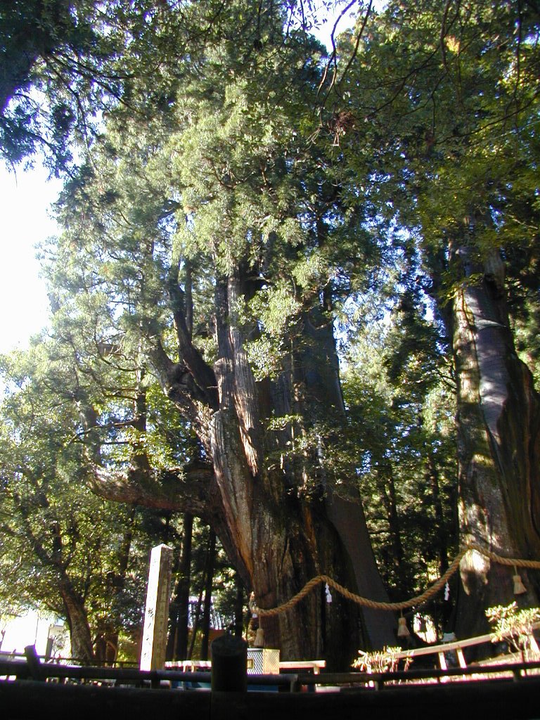 高知杉の大スギ