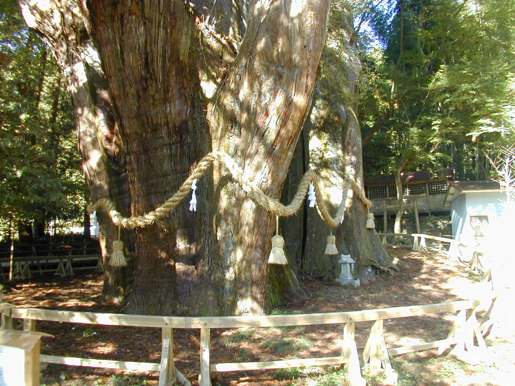 杉の大スギ