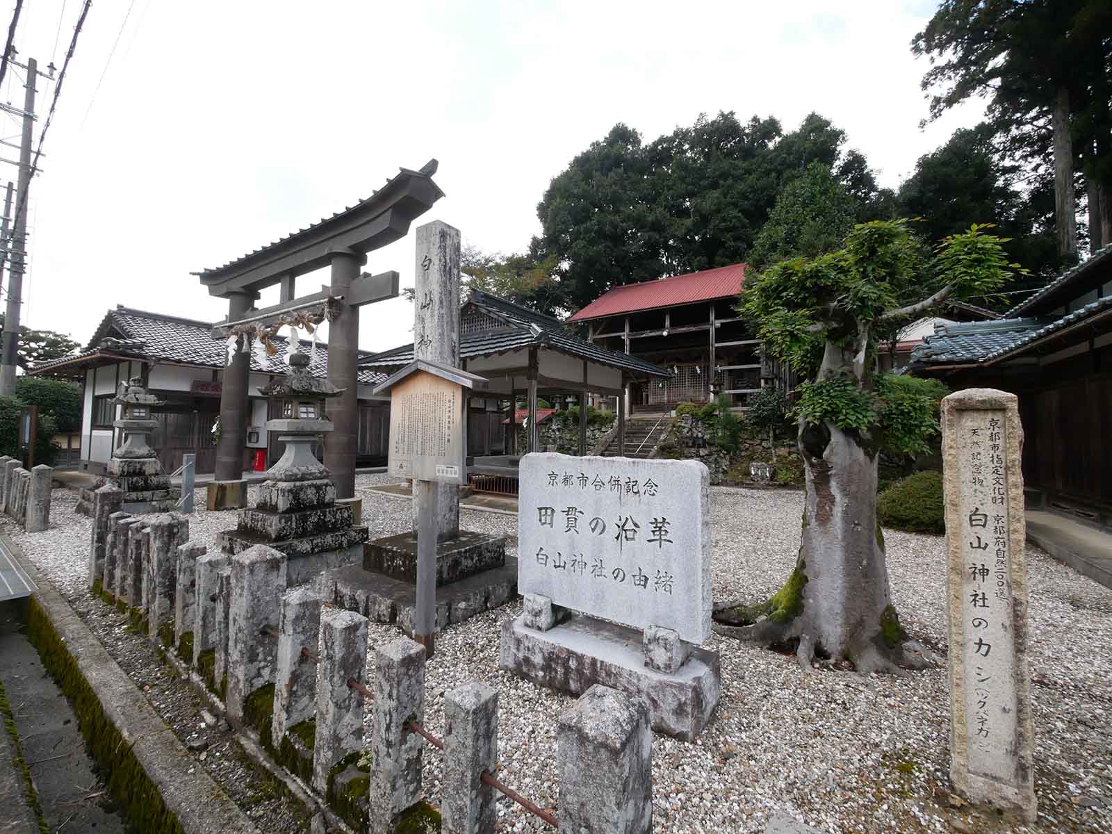 白山神社のツクバネガシ