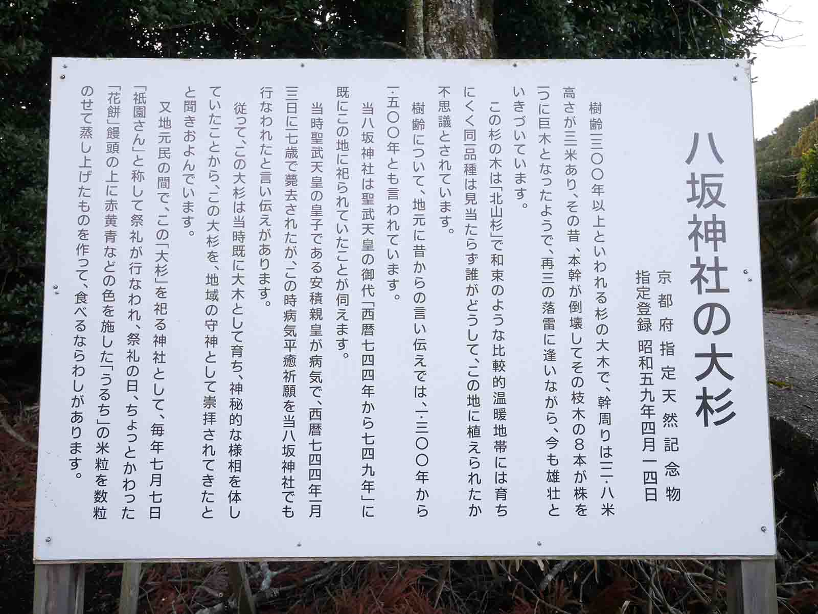 八坂神社の大スギさん、祇園杉