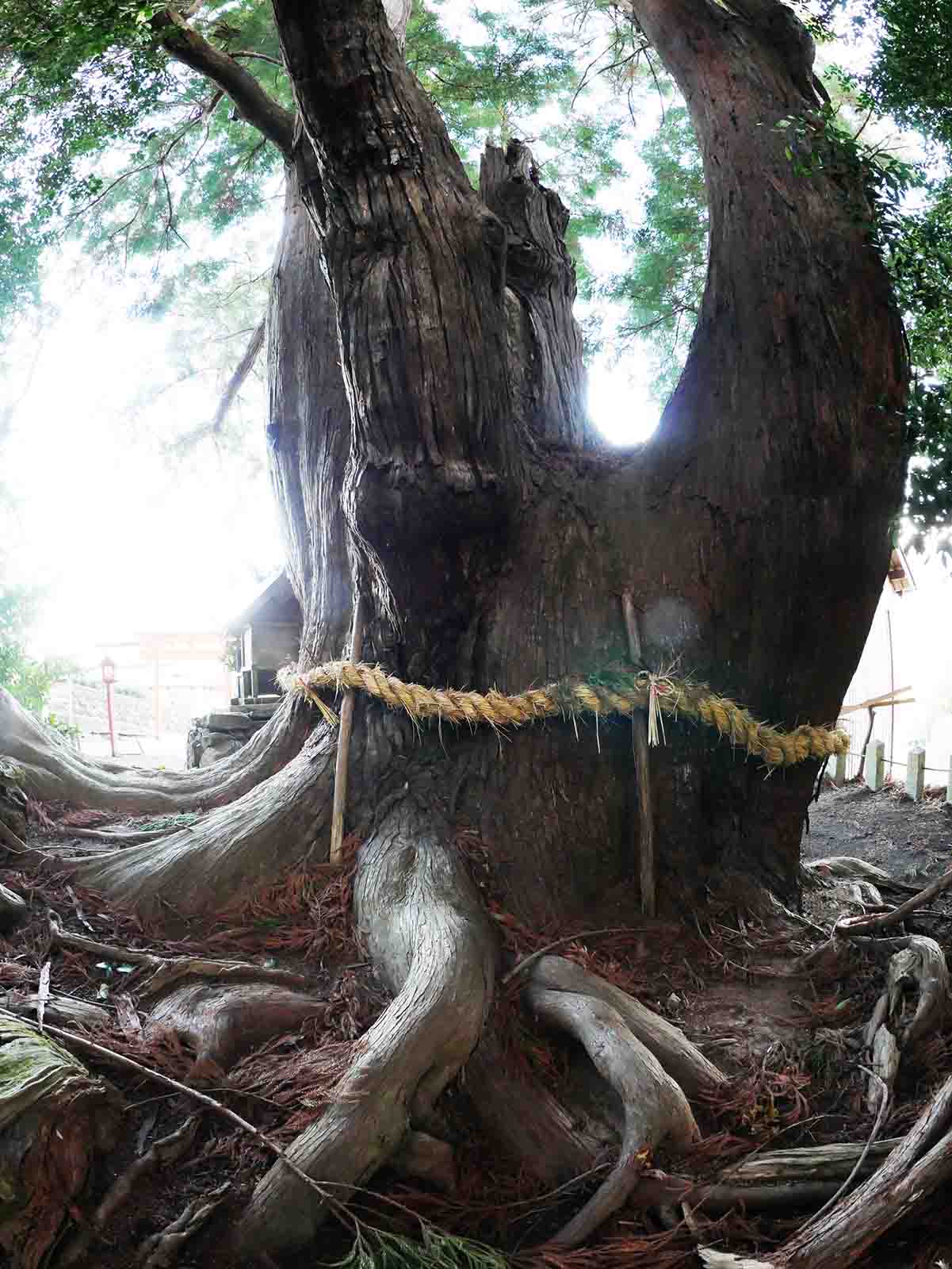 八坂神社の大スギさん、祇園杉