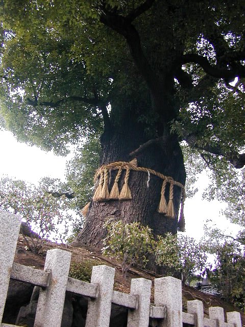２０００年新熊野神社の大樟