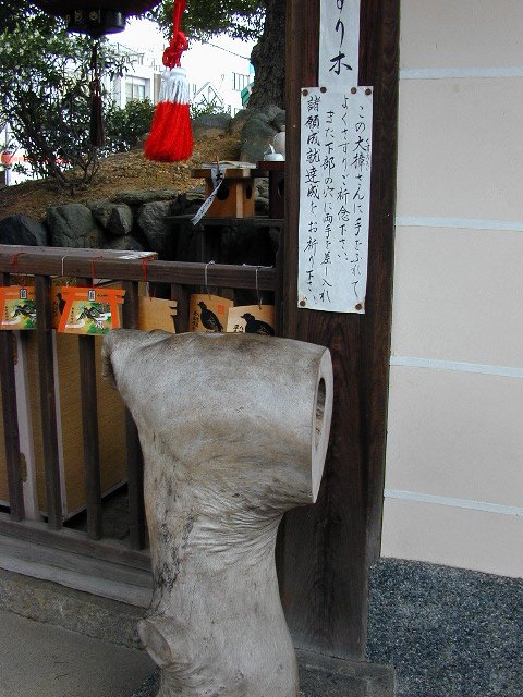 ２０００年新熊野神社の大樟