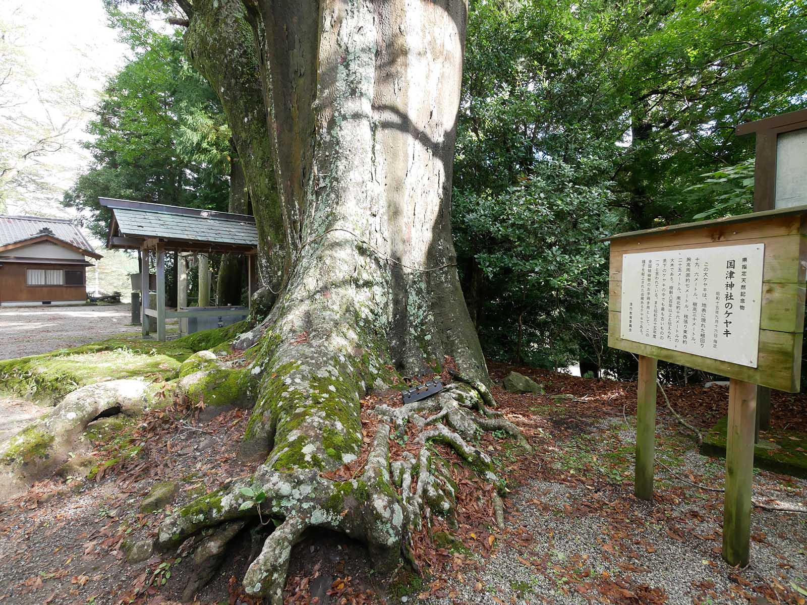 国津神社の大ケヤキ