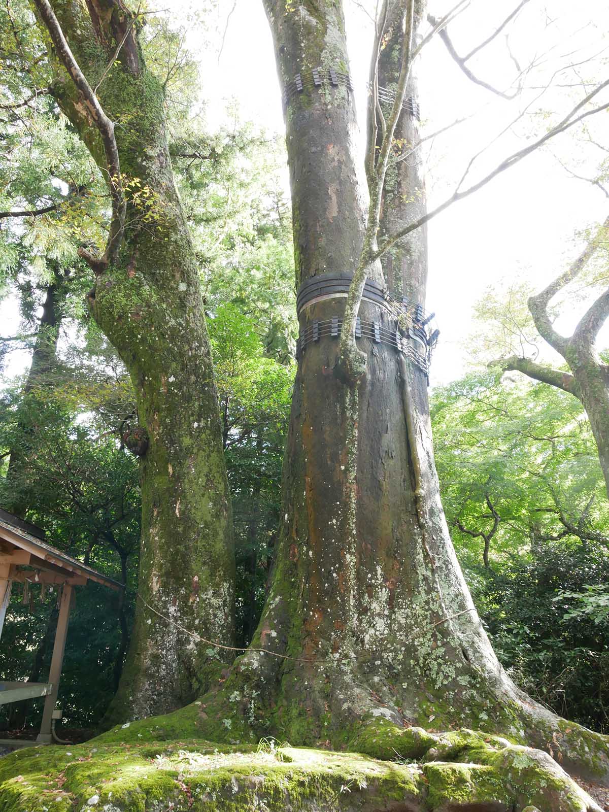 国津神社の大欅
