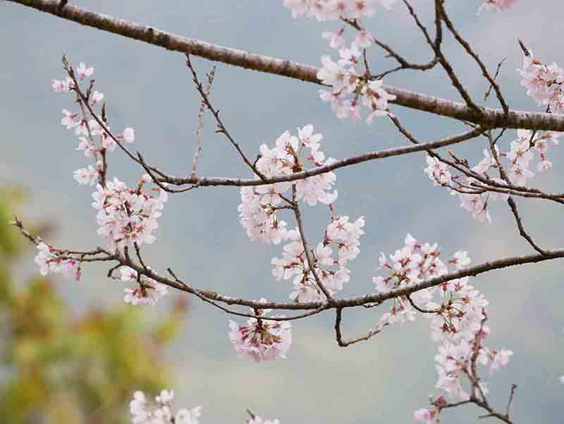 春谷寺のエドヒガン桜