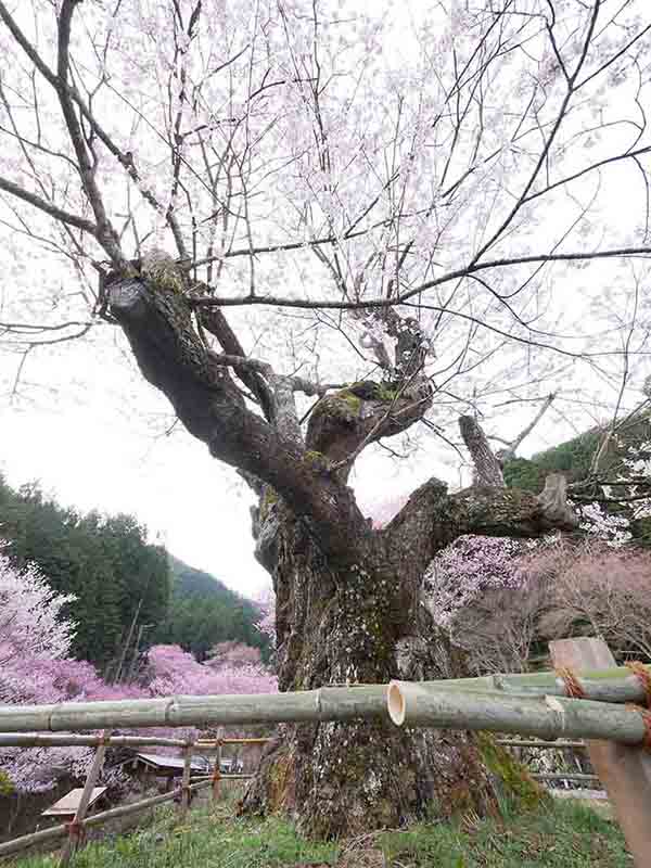 春谷寺のエドヒガン桜