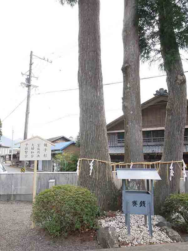 花岡神社の親子杉