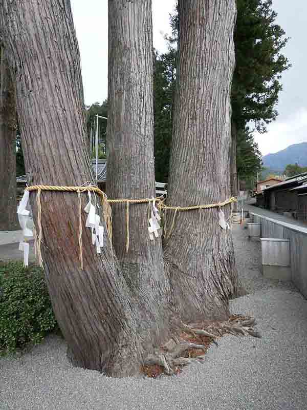 花岡神社の親子杉