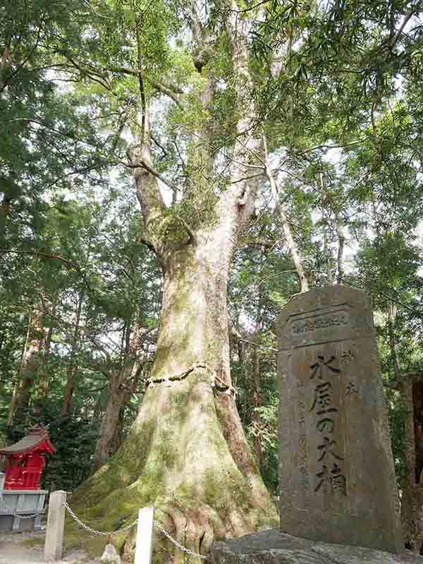 水屋神社の巨樹たち