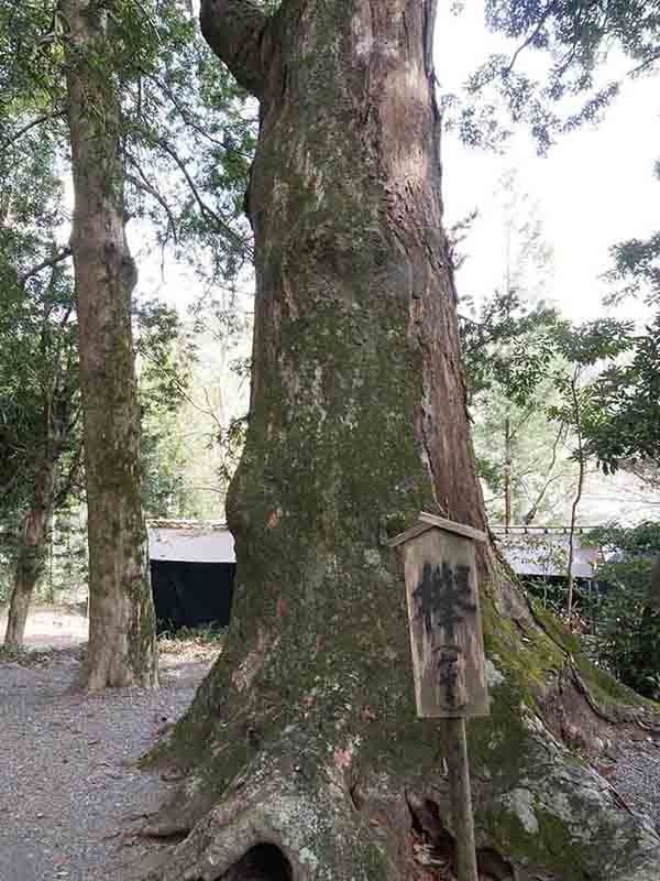 水屋神社の巨樹たち