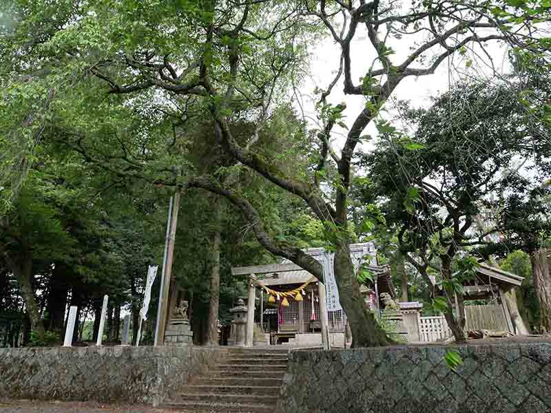 川俣神社の大杉