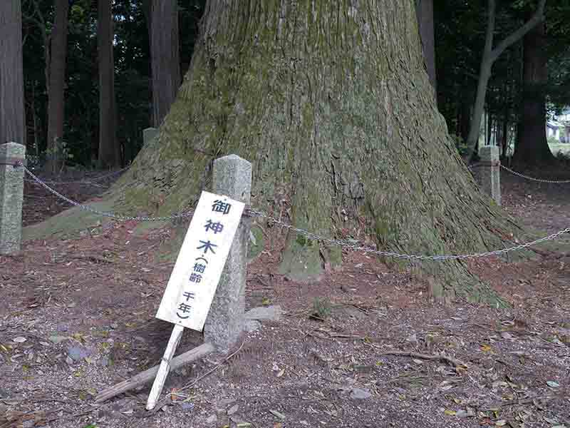 川俣神社の大杉