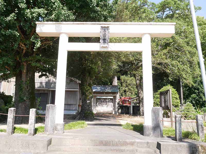 烏止野神社のオガタマノキ