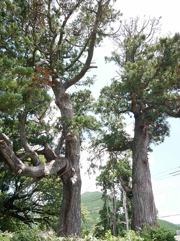上野の大杉