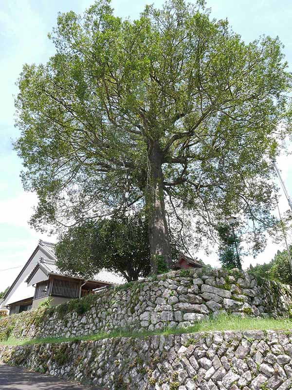 長全寺のナギの木