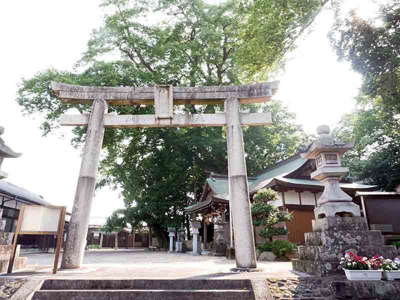 丈六八幡神社の大ケヤキ