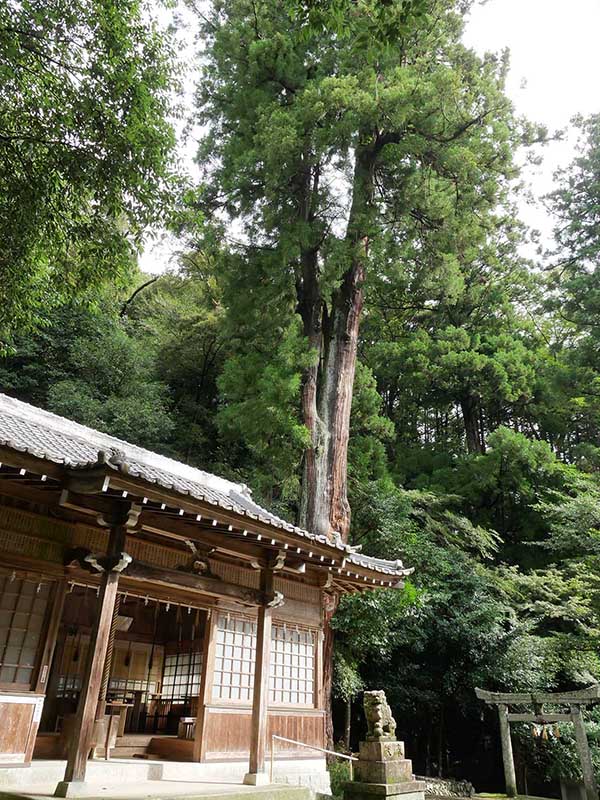 竹原神社のスギ