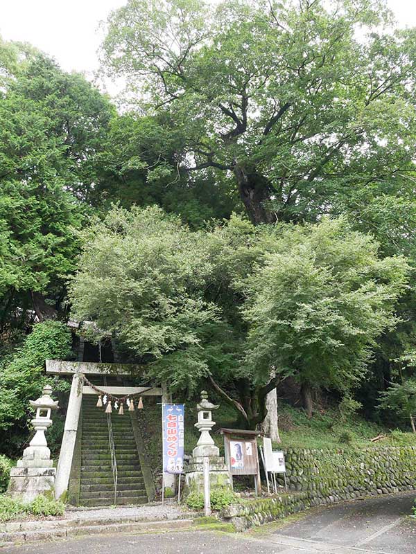 竹原神社のムクノキ
