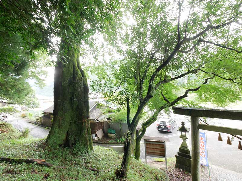 竹原神社のムクノキ