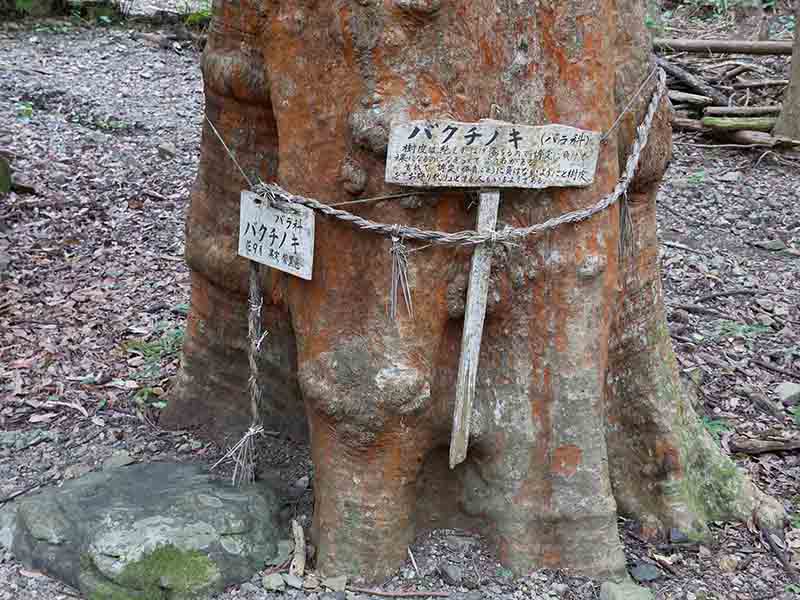 豊浦神社のバクチノキ