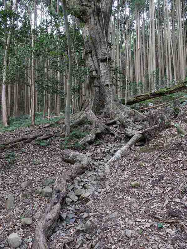 豊浦神社の巨樹