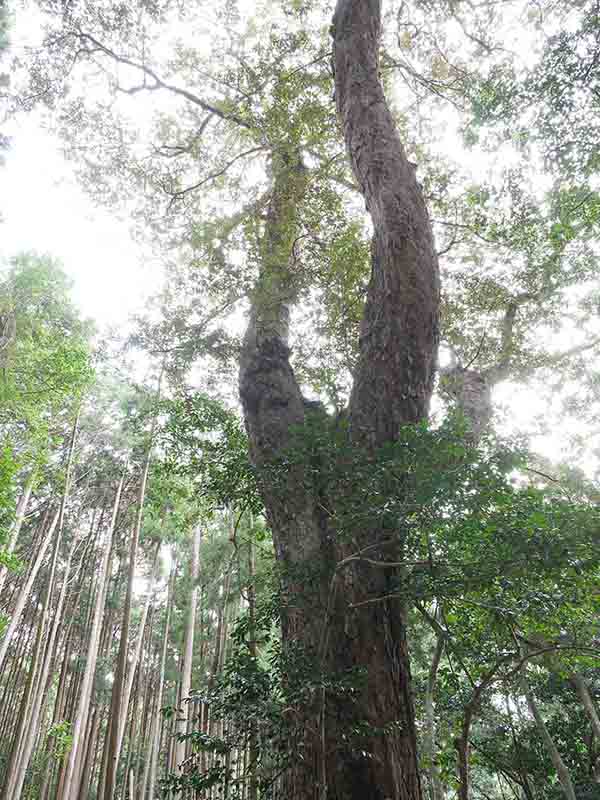 豊浦神社の巨樹